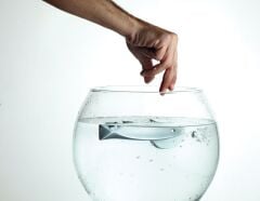Fish Crystal Kapı Kolu Seti Parlak Altın
